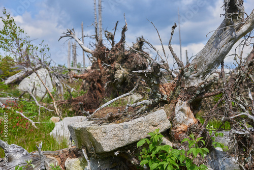 Dead forest on Dreisesselberg mountain. Border of Germany and Czech Republic. Natural forest regeneration without human intervention in national park Sumava (Bohemian Forest) 