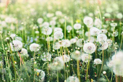 Flowers. Dandelions in the field in the morning.