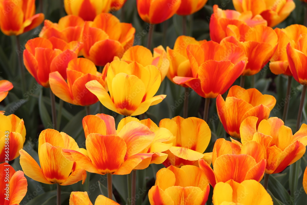 Close up on red and yellow tulips Close up on red and yellow tulips