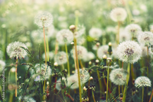 Flowers. Dandelions in the field in the morning.