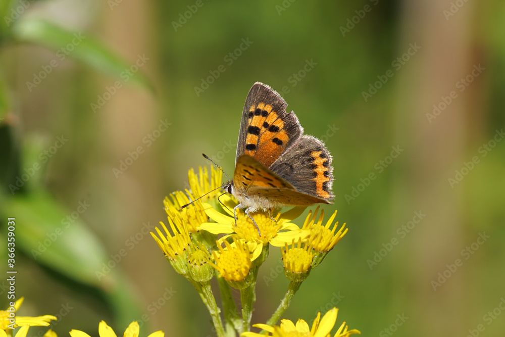 Obraz premium Small copper, American copper or common copper (Lycaena phlaeas), family Lycaenidae on the flowers of ragwort (Senecio jacobaea), family Asteraceae or Compositae. Summer in a Dutch garden.