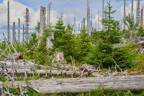 Dead forest on Dreisesselberg mountain. Border of Germany and Czech Republic. Natural forest regeneration without human intervention in national park Sumava (Bohemian Forest)
 photo