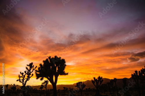 sunset in the desert 2