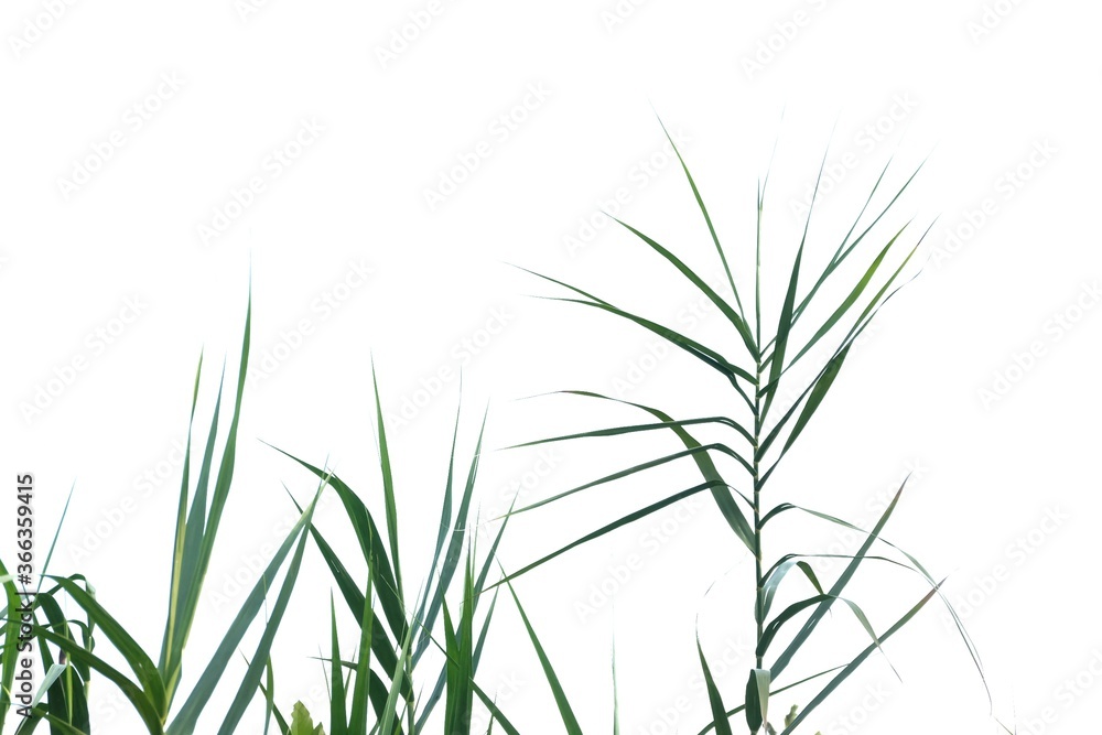 Fototapeta premium Tropical wild grass leaves on white isolated background for green foliage backdrop