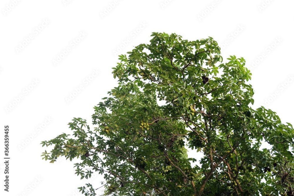 Tropical tree with leaves branches on white isolated background for green foliage backdrop Tropical tree with leaves branches on white isolated background for green foliage backdrop