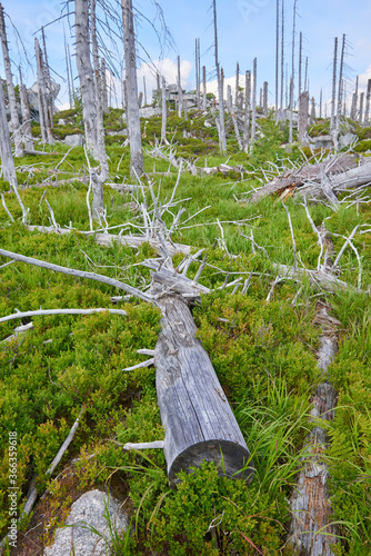 Dead forest on Dreisesselberg mountain. Border of Germany and Czech Republic. Natural forest regeneration without human intervention in national park Sumava (Bohemian Forest)
 photo