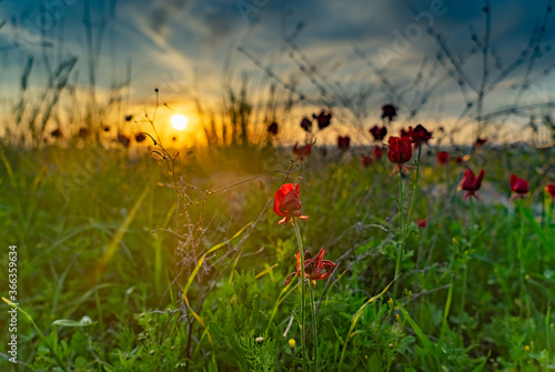 Spring sunset in nature landscape view