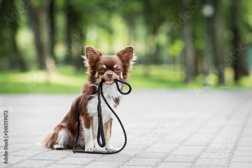 adorable chocolate chihuahua posing in the park and holding a leash