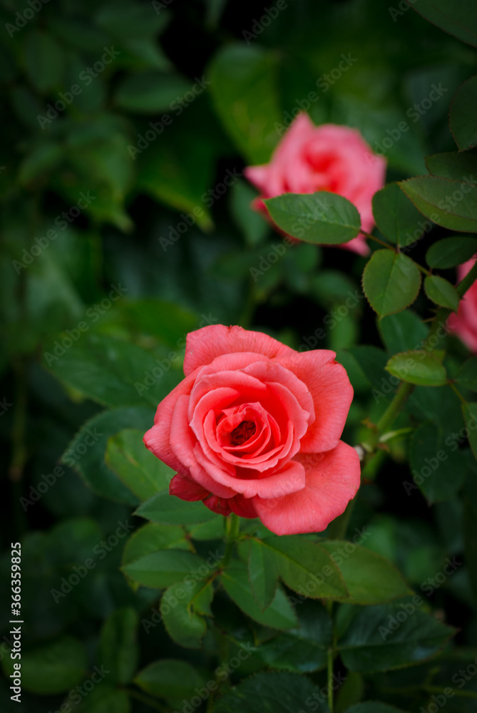 Pink rosebuds on a background of green leaves. Garden flowers. Pink rosebuds on a background of green leaves. Garden flowers.