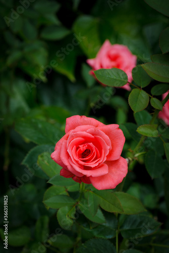 Pink rosebuds on a background of green leaves. Garden flowers.