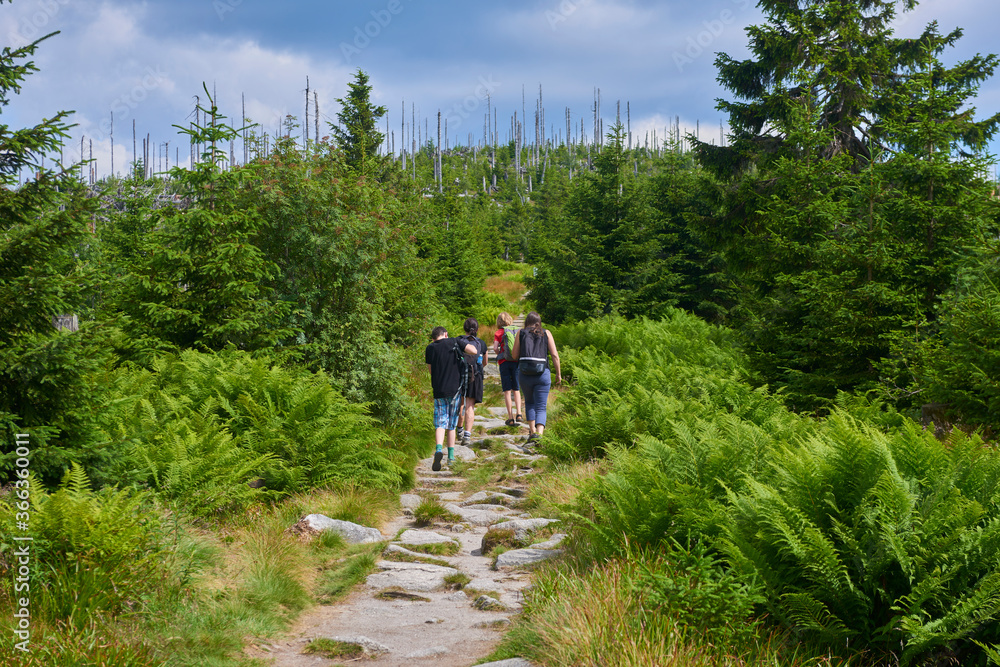 Dead forest on Dreisesselberg mountain. Border of Germany and Czech Republic. Natural forest regeneration without human intervention in national park Sumava (Bohemian Forest)
