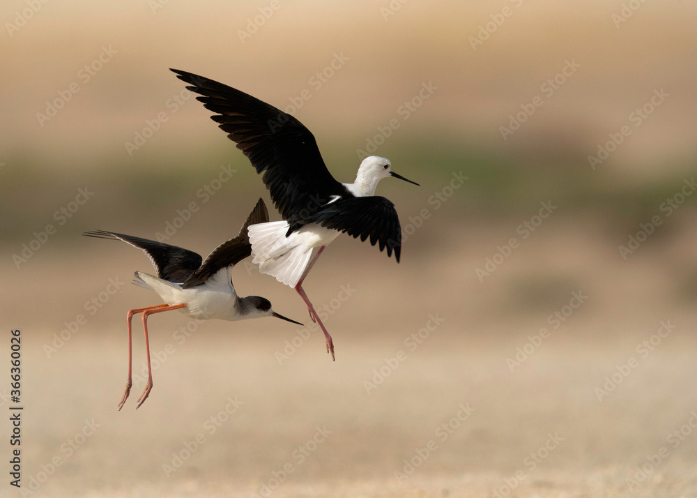 Black-winged Stilt fighting in air, Bahrain Black-winged Stilt fighting in air, Bahrain