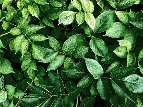 green leaves background