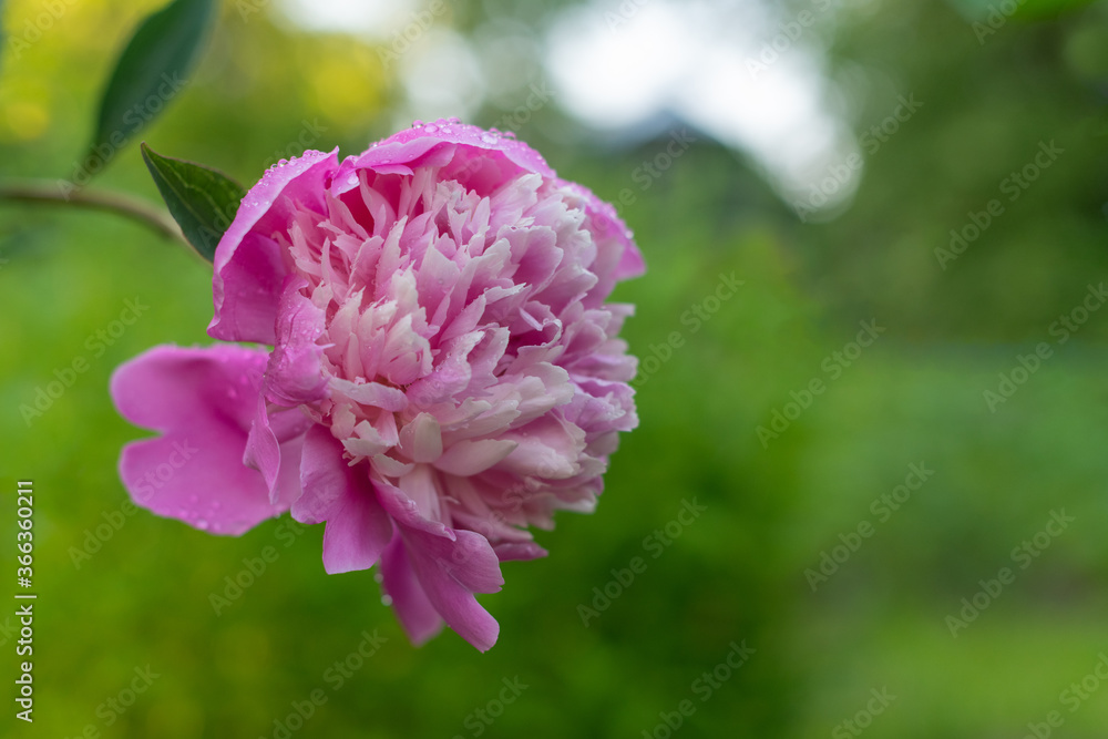 Lush pink peony flower after rain in summer garden Lush pink peony flower after rain in summer garden
