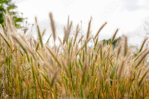 Wheat Beards.Wheat field morning sunrise and yellow sunshine  © FATIR29