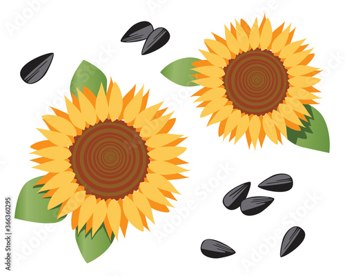 Sunflower and seeds isolated on white background for design, flat vector stock illustration with set or collection of sunflower flowers and seeds