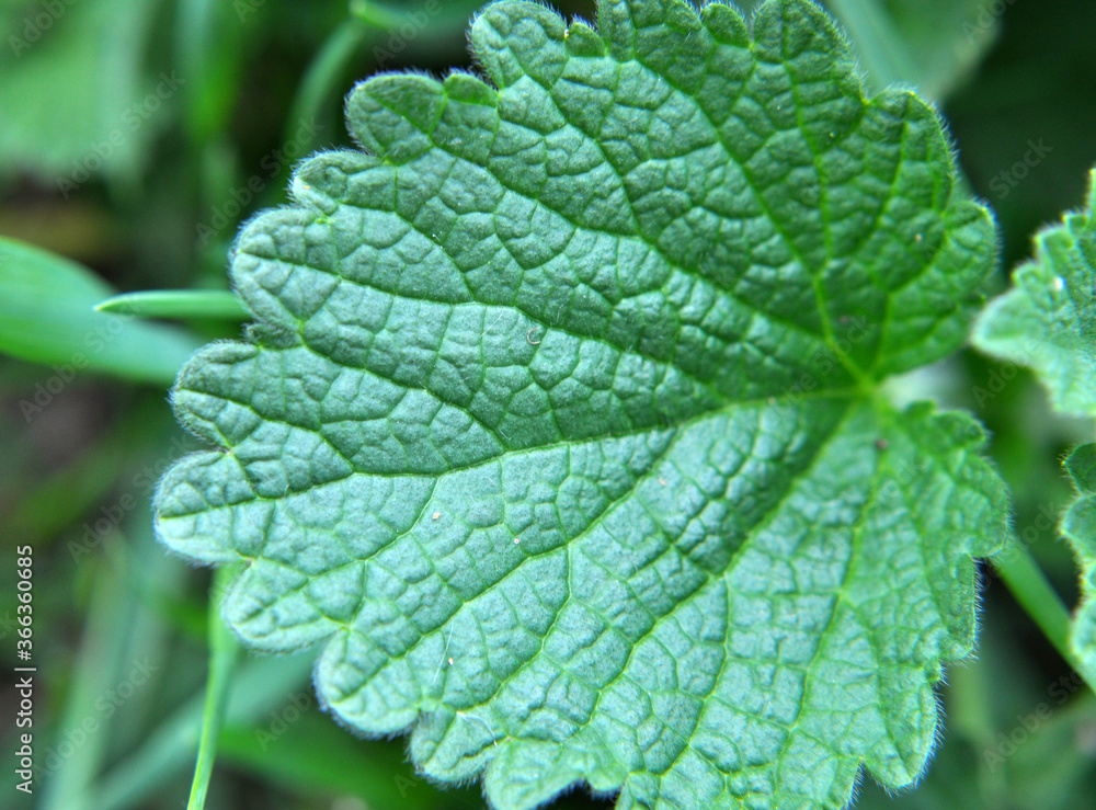 Ballota nigra grows in nature Ballota nigra grows in nature