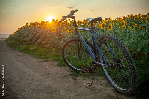A bike left in the sunflower fields