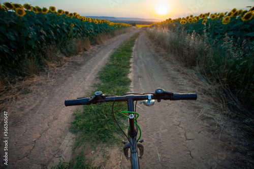 Fototapeta Riding a bike through between sunflowers