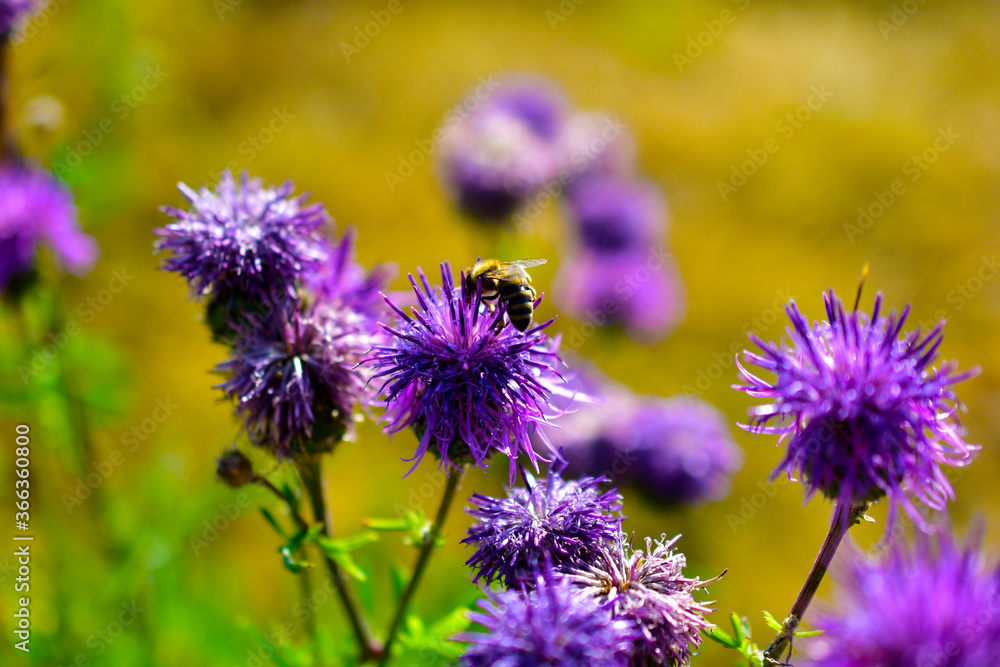 Fototapeta premium Purple flower cornflower purple flower with bee