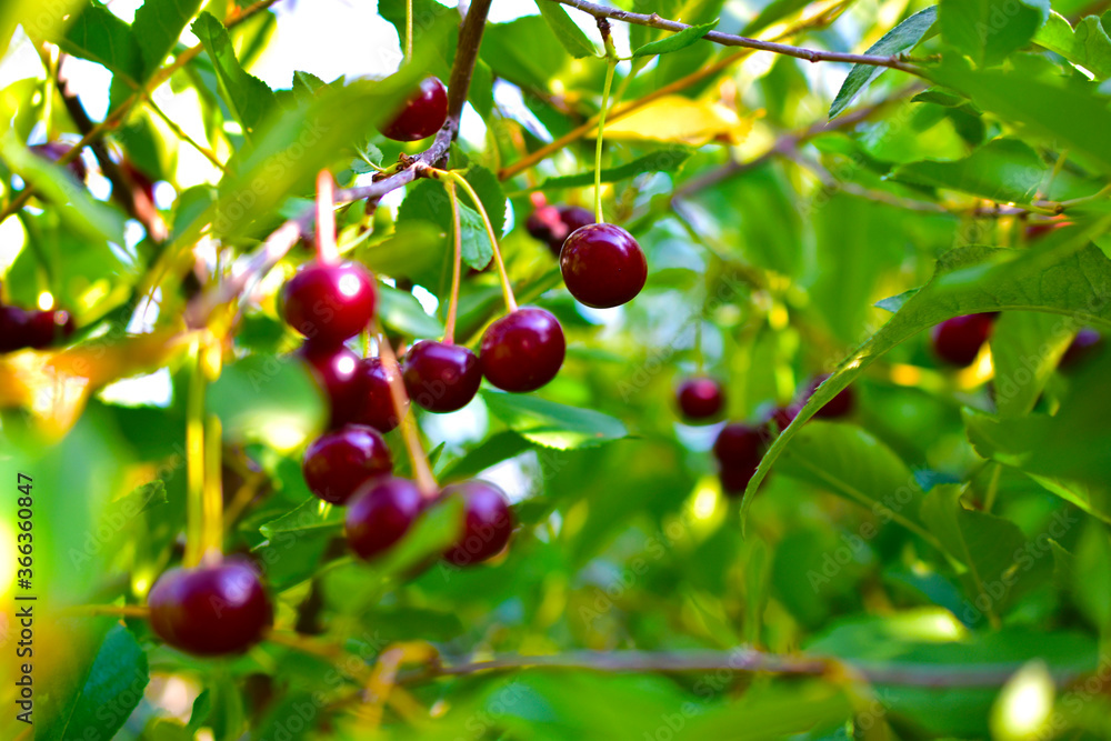 Obraz premium Maroon red cherry berries on branches in the garden
