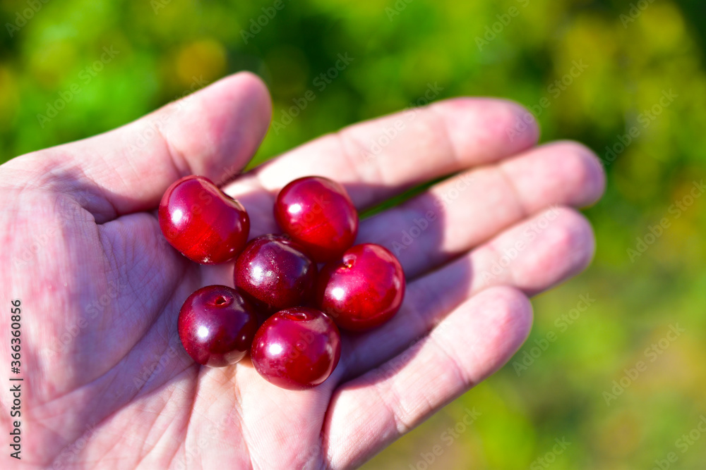 Berries of ripe and delicious cherries on your hand and not only Berries of ripe and delicious cherries on your hand and not only