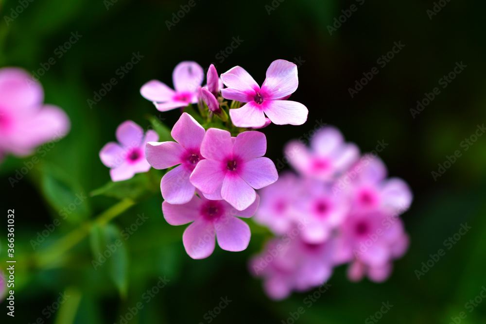 Pink beautiful flowers of Phlox paniculata in the garden Pink beautiful flowers of Phlox paniculata in the garden