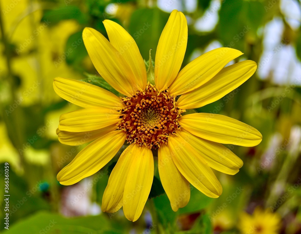 yellow flower in the garden yellow flower in the garden