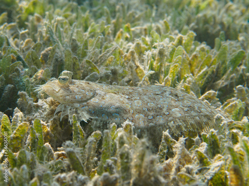 Leopard (panther) flounder  (Bothus pantherinus) at the sea bottom underwater photo