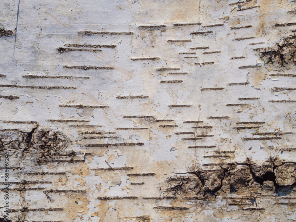 Obraz premium Birch bark background texture