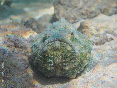 False stonefish (devil scorpionfish, Scorpaenopsis diabolus) on the sea bottom
