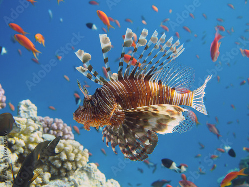Lionfish among colorful small fishes at the coral reef underwater