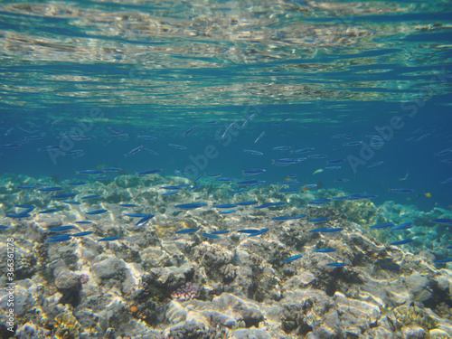 Sea fish school at coral reef underwater background