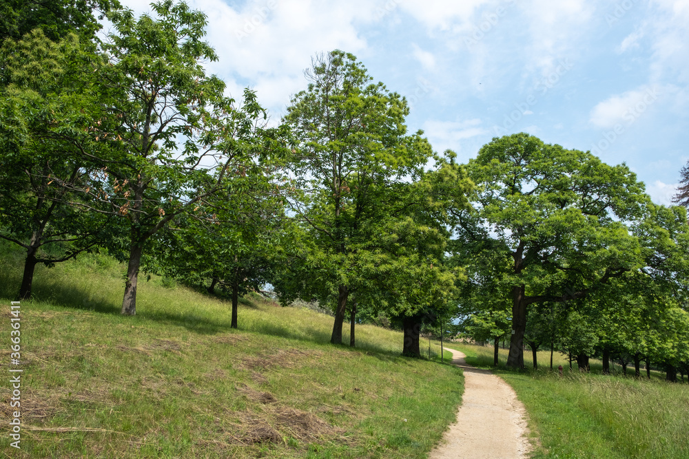 Castanea sativa im Schlosspark Blankenburg Castanea sativa im Schlosspark Blankenburg