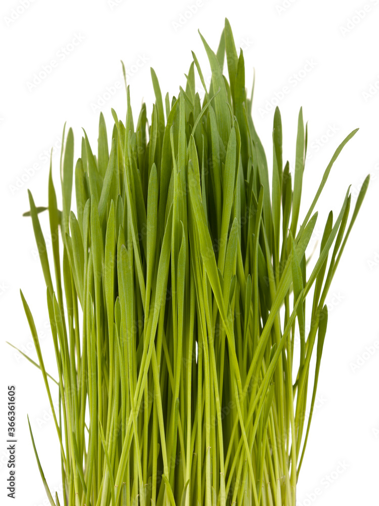 Isolated green grass Isolated green grass