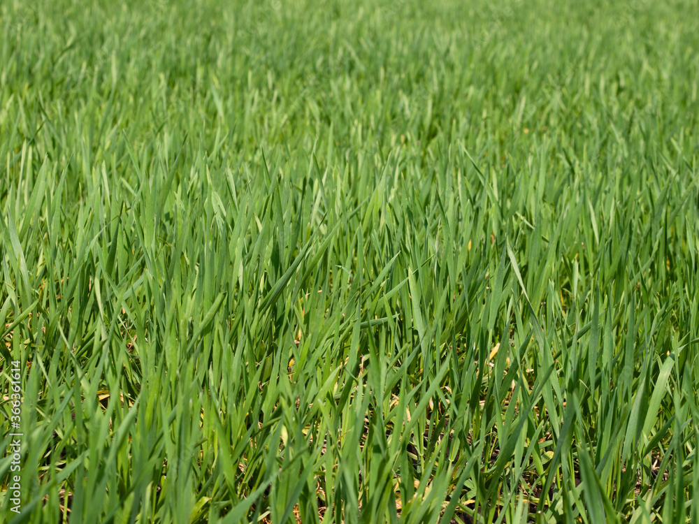 Green grass field (selective focus)