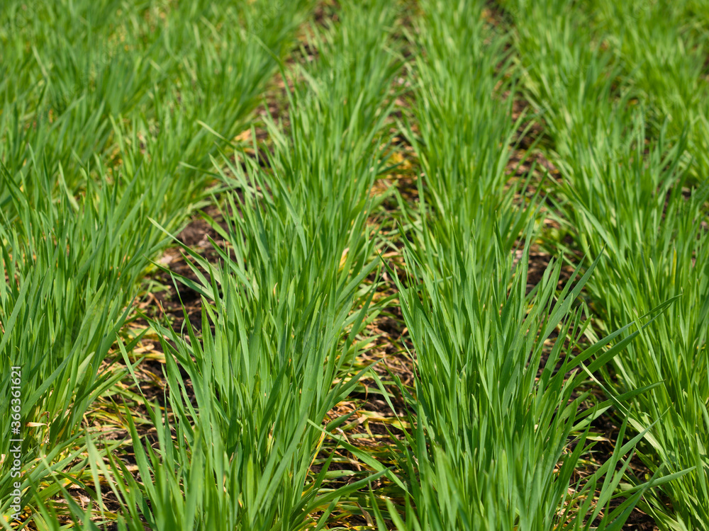 Wheat planting field (selective focus) Wheat planting field (selective focus)