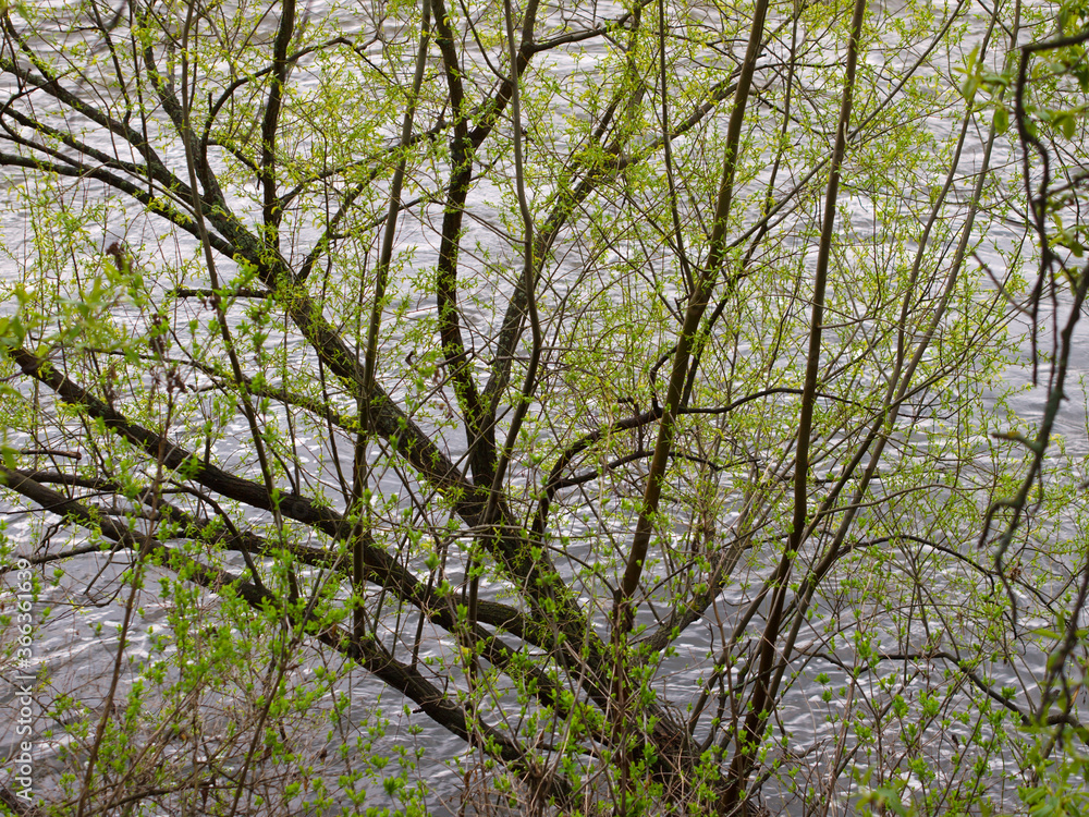 Fototapeta premium Willow over water spring background