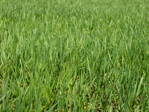 Green grass field (selective focus)