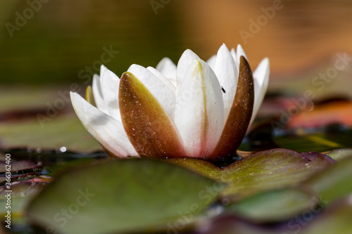 Close-up of blooming white water lily in the pond.