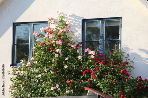 Rose garden in Visby on Gotland, Sweden © ClaraNila