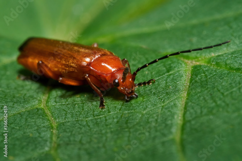 Common red soldier beetle (Rhagonycha fulva) © dennisjacobsen