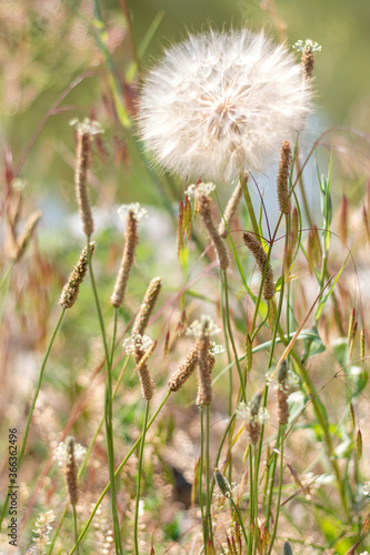 Weeds in a garden area. Dandelions blowballs or puffballs weeds out in nature.  Weeds all over  that have over grown in a garden.  Macro colored image of a weed or puffball. 