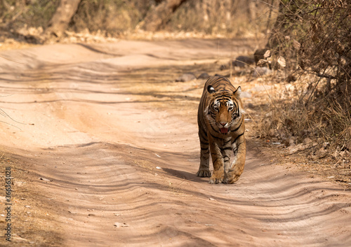 Tiger cub on mudpath, Ranthambore National Park photo