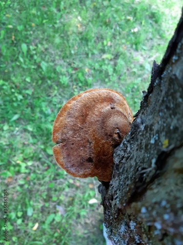 mushroom on a tree