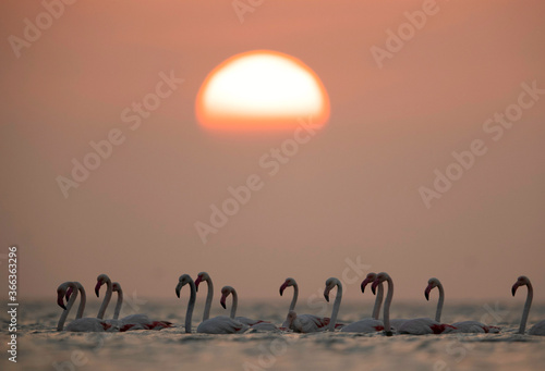 Greater Flamingos wading in the morning hours  Asker coast  Bahrain