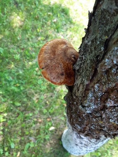 mushroom in the forest