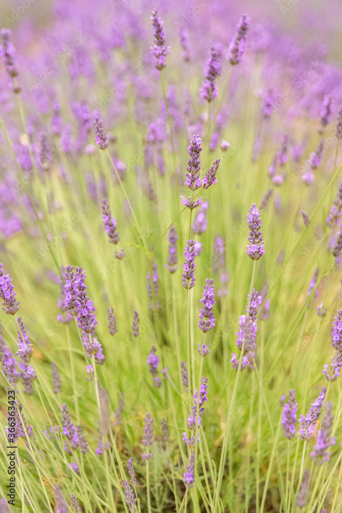 Naklejka premium lavender flowers in a field in Provence, beautiful background 