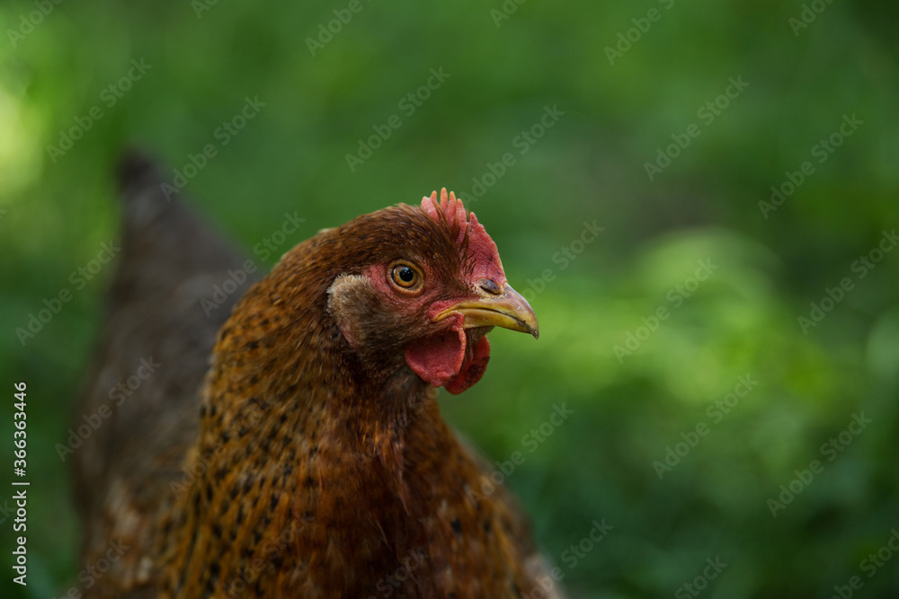 Portrait of a hen with nature background
