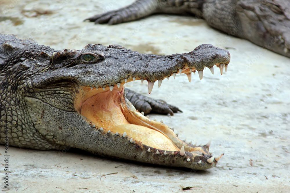 Fototapeta premium The head of a crocodile with its mouth wide open, blood on its teeth
